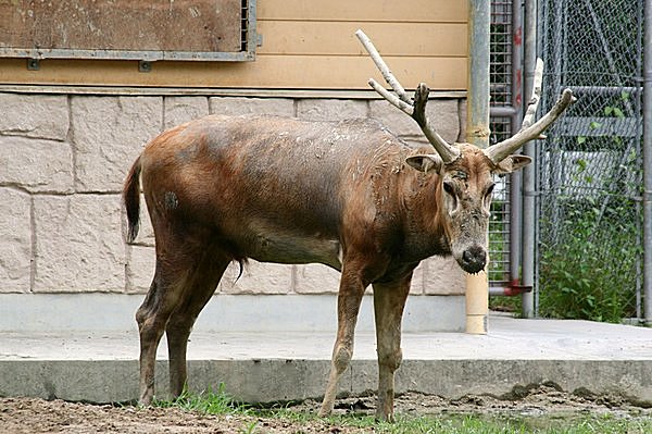 鹿の角（15年～20年ぐらい前に動物園で入手した物） - 科学、自然