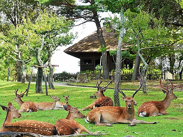 奈良公園の鹿