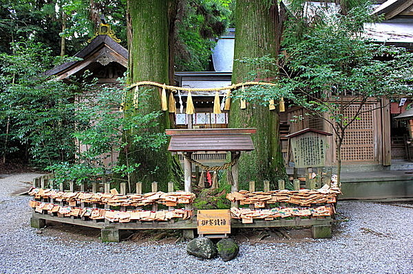 カップルにおすすめ「高千穂神社・夫婦杉」