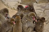 名物さるだんご。冬は「おしくらまんじゅう」であったまるのが長生きの秘訣?!