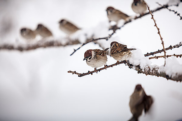 寒中の気象に関することわざ「冬すずめが群がり鳴くときは雪」