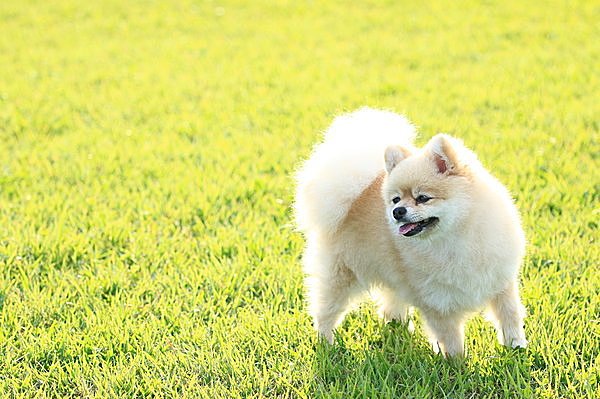 このふわふわ感も逆光のおかげ