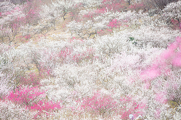 二月の花暦 梅 春が来た 梅を見に行きませんか 季節 暮らしの話題 16年02月17日 日本気象協会 Tenki Jp