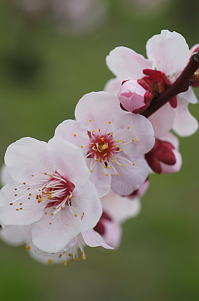 二月の花暦 梅 春が来た 梅を見に行きませんか 季節 暮らしの話題 16年02月17日 日本気象協会 Tenki Jp