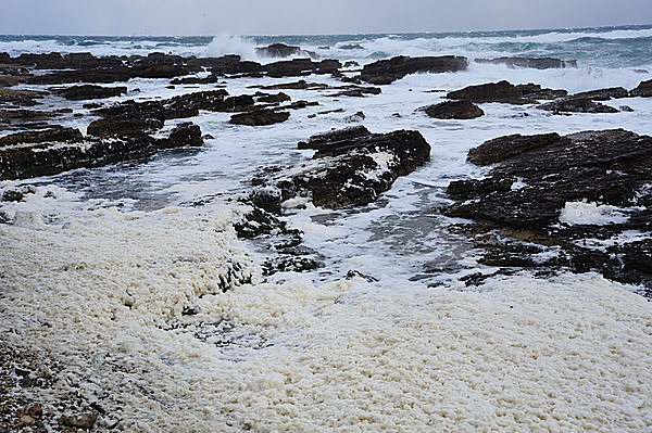 波の花 の正体はプランクトン 北海道の厳冬の海に浮かぶアワアワ 出会うのは難しいらしい Tenki Jpサプリ 16年12月12日 日本気象協会 Tenki Jp