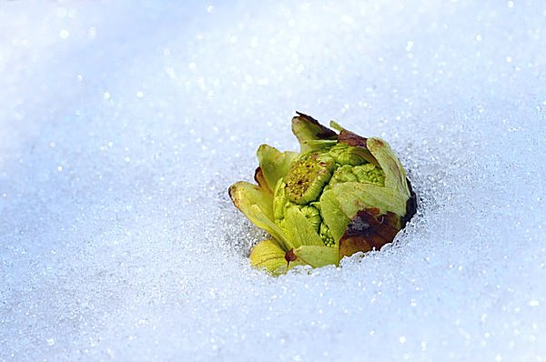 七十二候では、蕗の花の蕾＝フキノトウが雪から顔を出すころに…