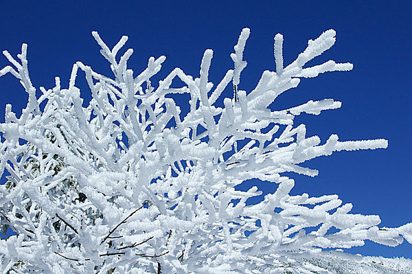 氷点下となり、流れる沢まで凍りつくこの時節に見られる「霧氷」「樹氷」