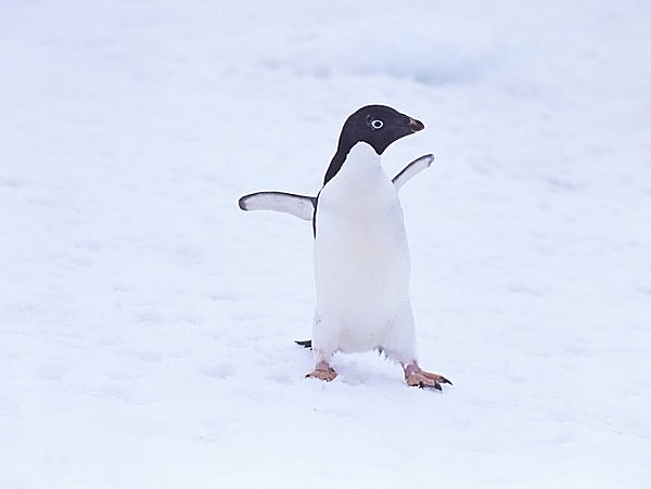 ファースト・ペンギン」って何？ 可愛いだけじゃない!! びっくりぽんな