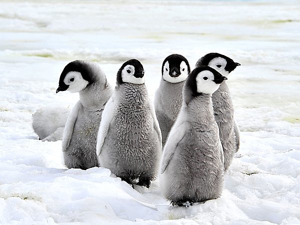 は と ファースト ペンギン