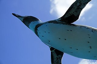 ペンギンオイルとは?! じつは可愛がられてなかったペンギンの知られざる過去