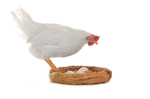 本来 鶏は冬に卵を産まない 七十二候 鶏始乳 にわとりはじめてとやにつく Tenki Jpサプリ 2016年01月30日 日本気象協会 Tenki Jp